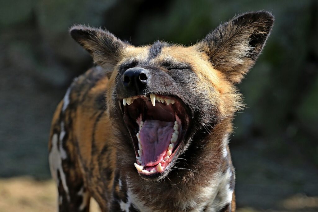 laughs, funny, african wild dog-2323344.jpg